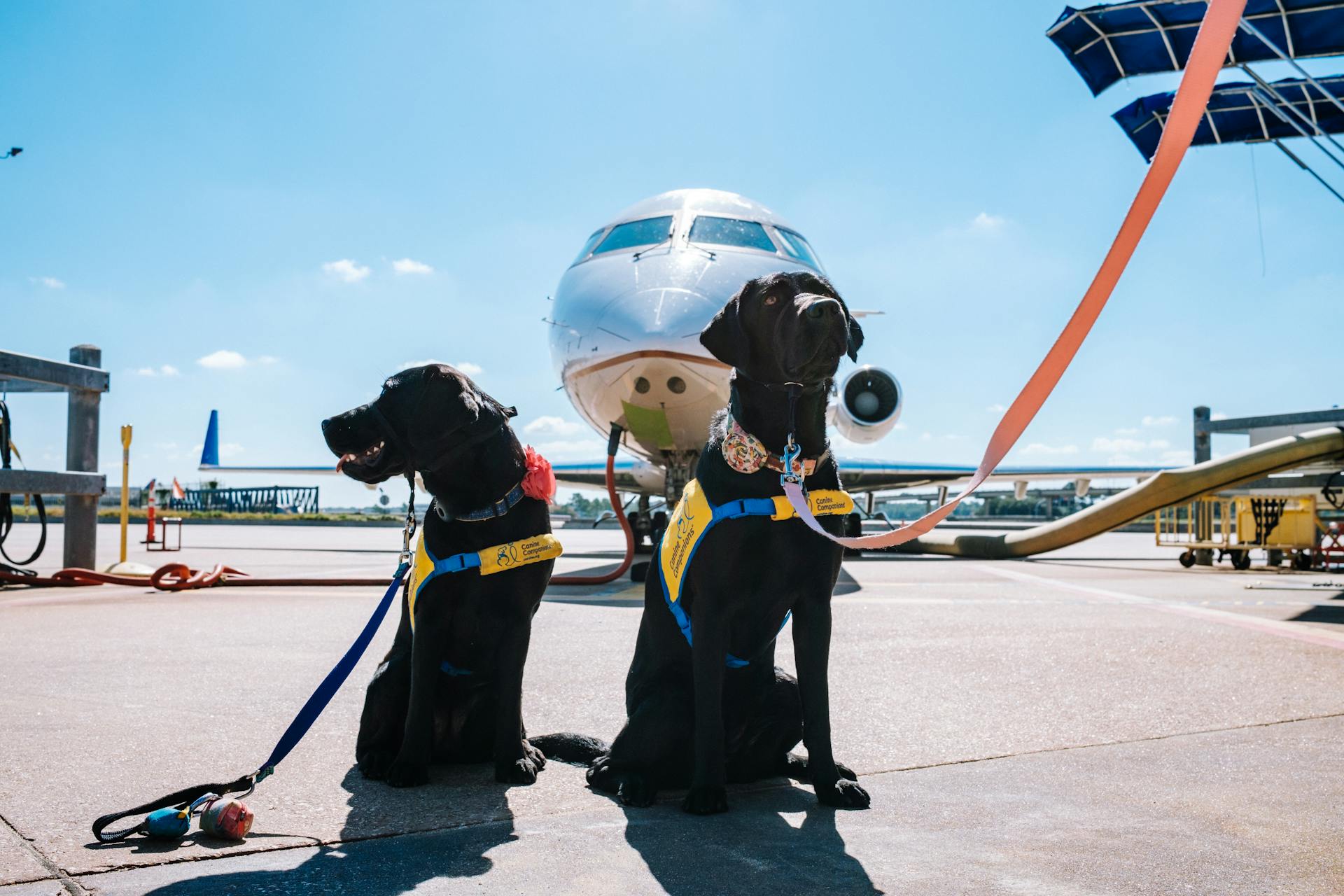 Two service dogs in front of a plane