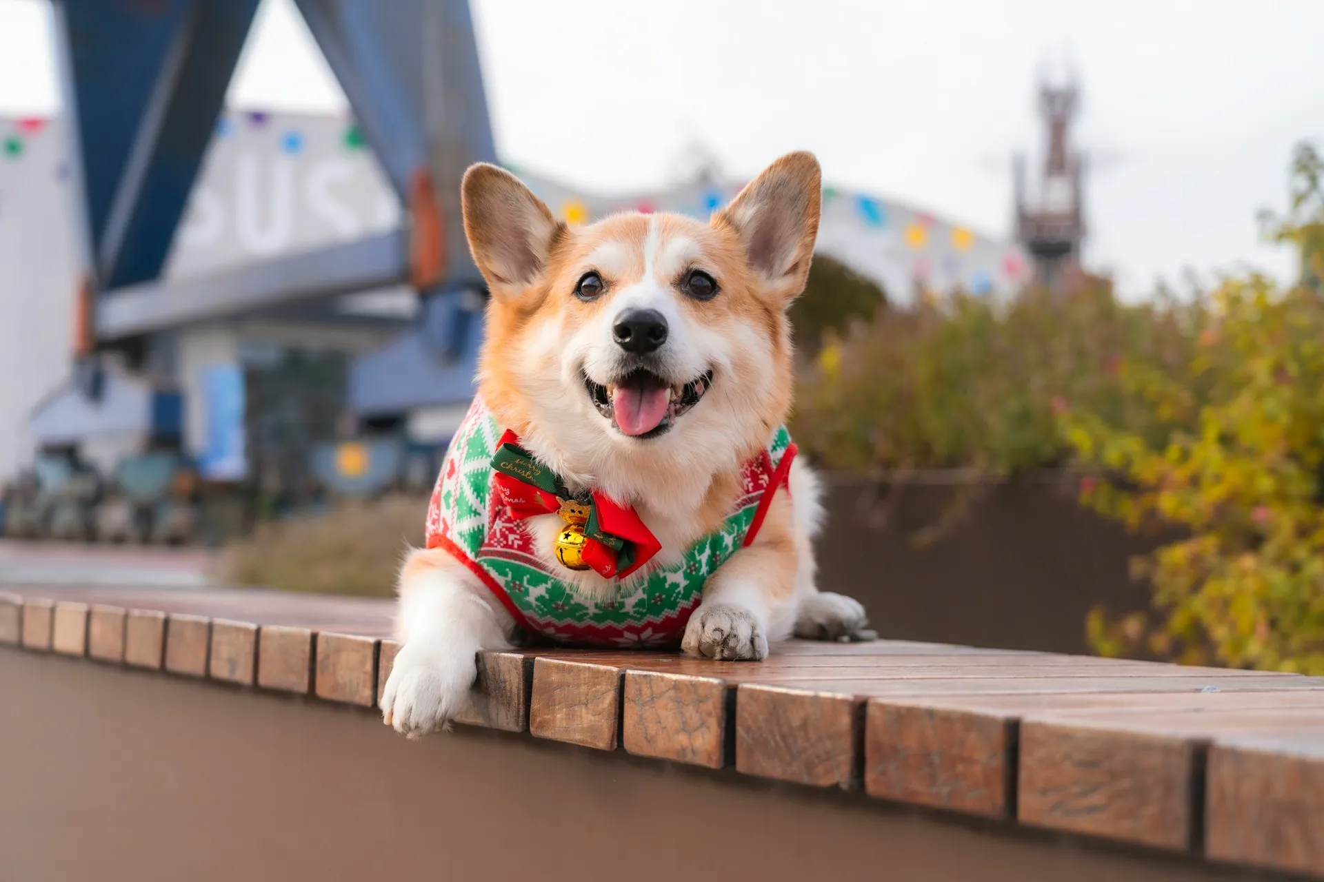 A corgi dressed in holiday clothes