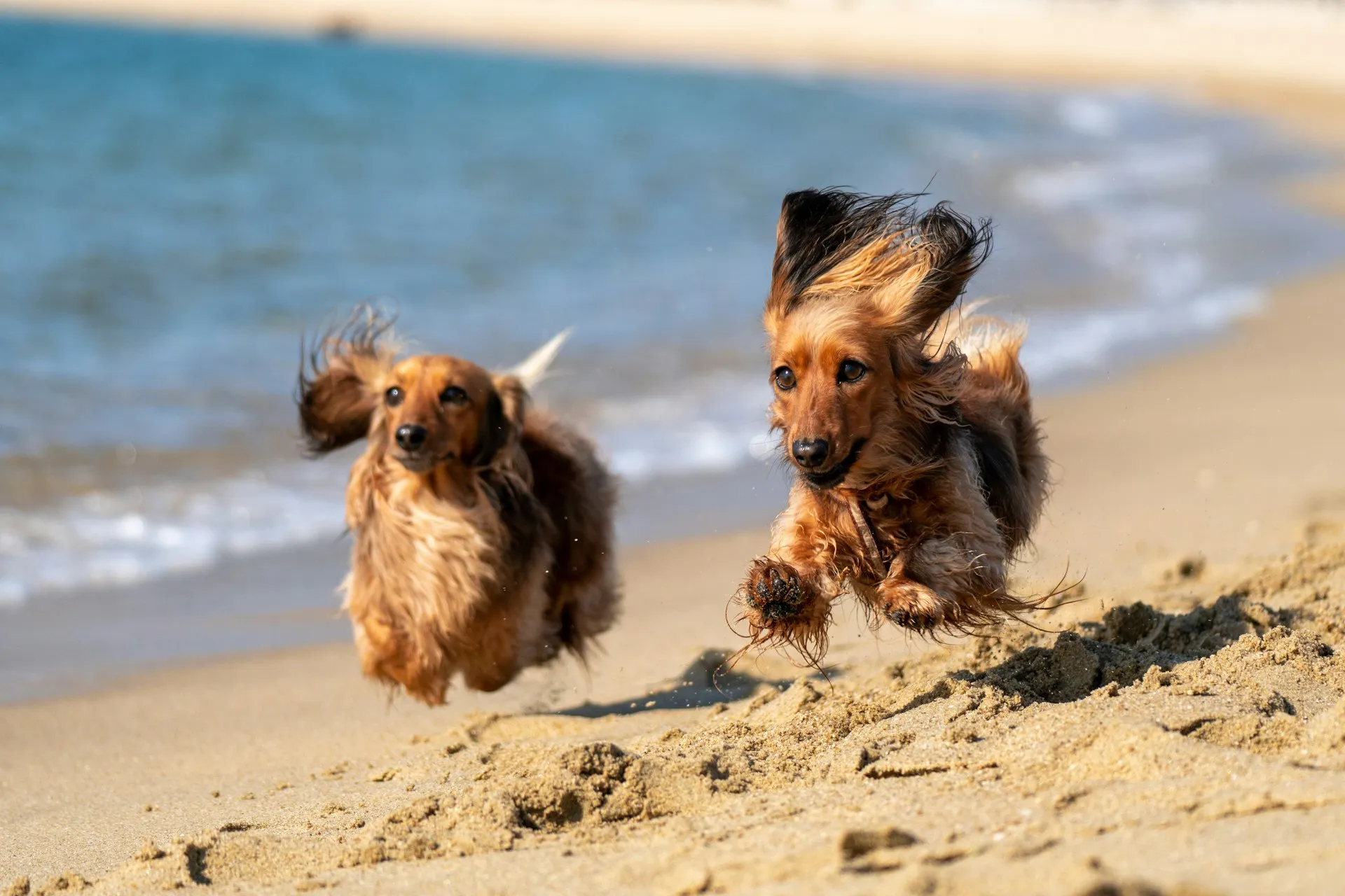 Two dogs running along a beach