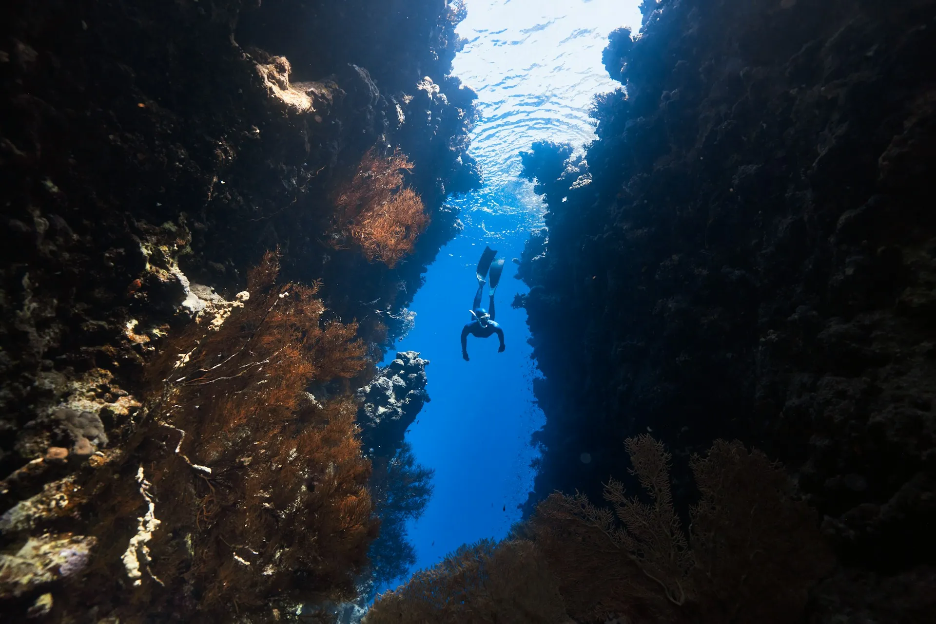 A scuba diver swimming through a coral reef
