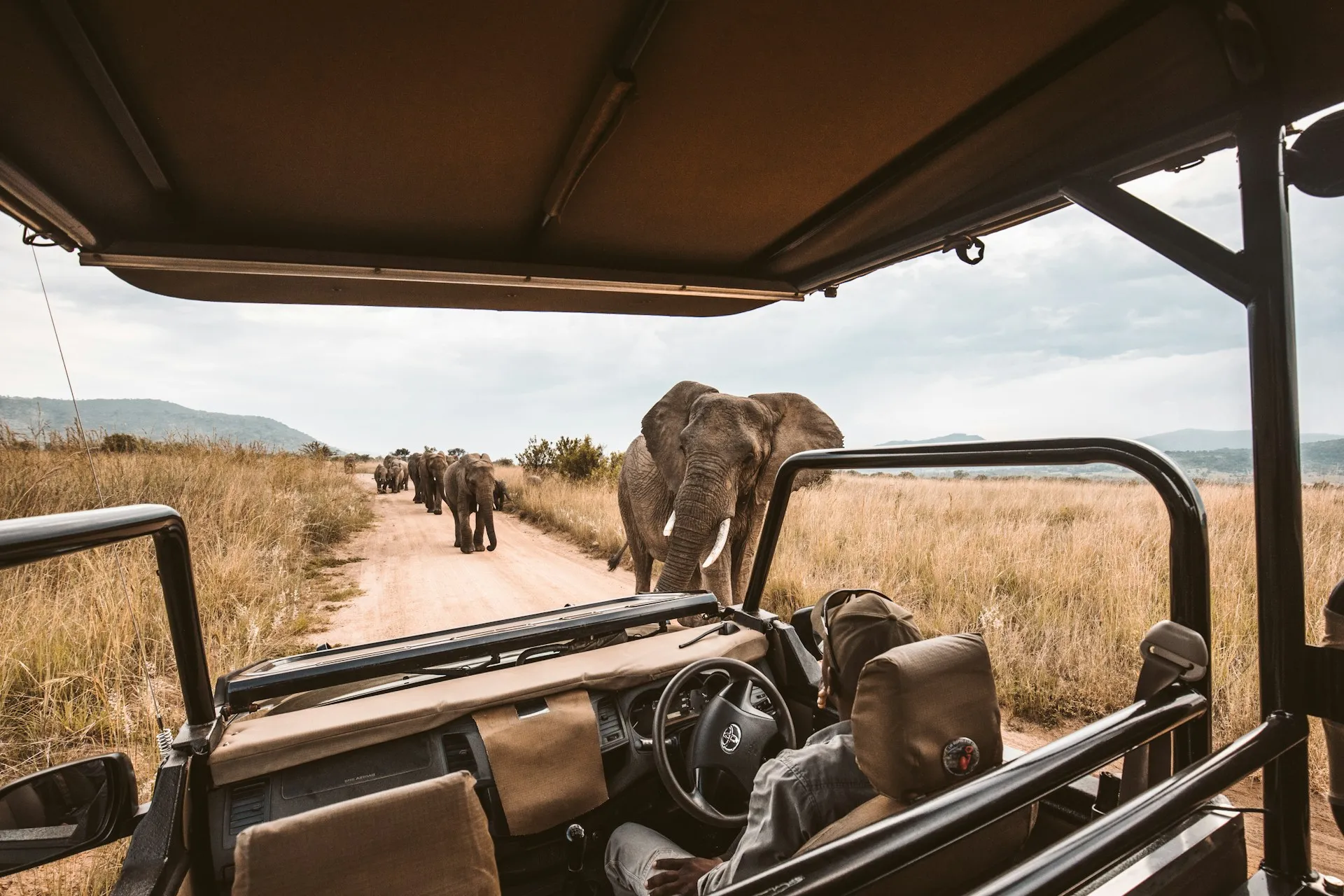 Elephants following a safari truck